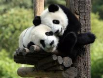 Two-Pandas-Hug-on-tree.jpg