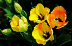 rumeni-tulipani.jpg